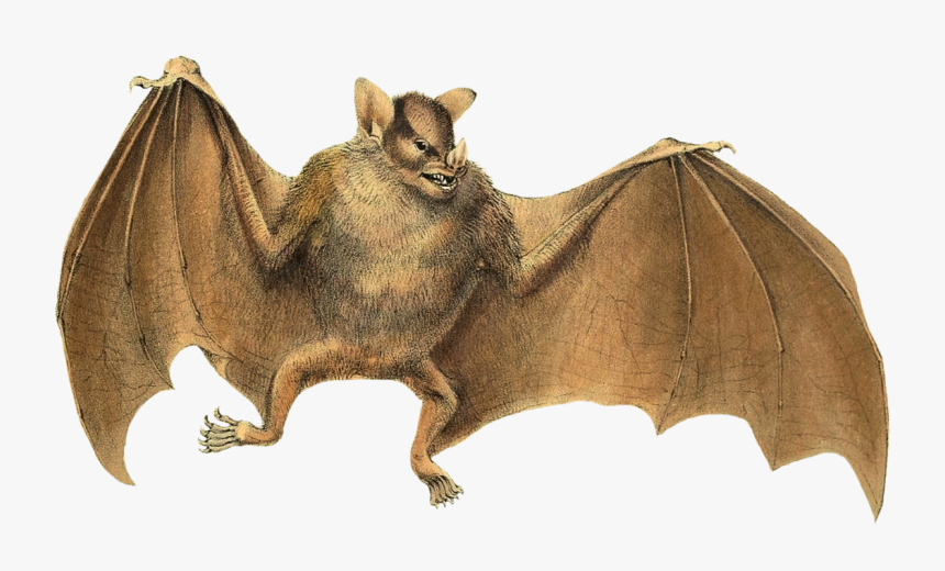 Bat Wings Png - Murcielago Png, Transparent Png, Free Download