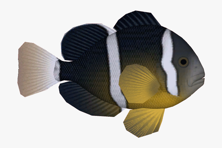 Yellowtailclown - Coral Reef Fish, HD Png Download, Free Download