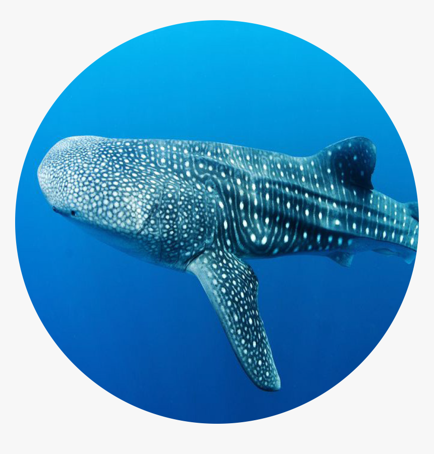 Whale Shark , Png Download - Whale Shark, Transparent Png, Free Download