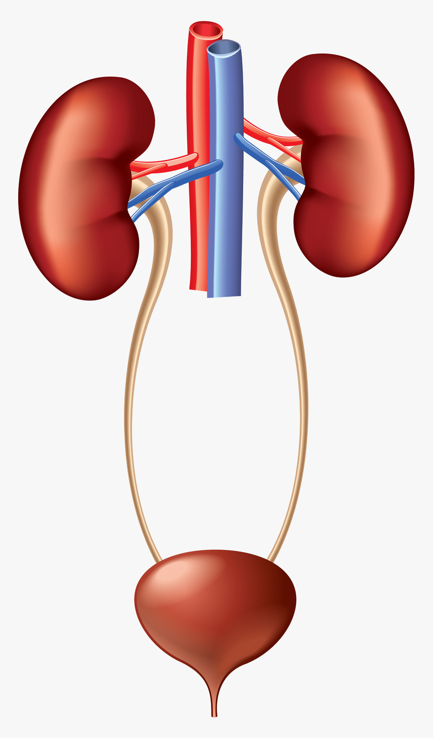 Male figure showing the kidneys, ureters, bladder, and urethra - Media  Asset - NIDDK
