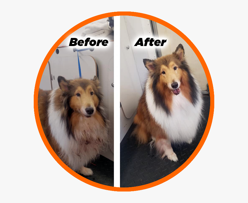 Rough Collie, HD Png Download, Free Download