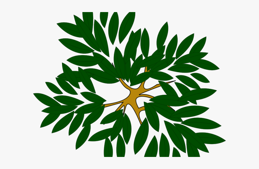 Transparent Tree Top View Png - Tree Top View Clipart, Png Download, Free Download