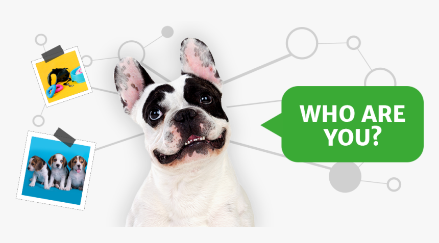 Pet2net Who Are You Dog - French Bulldog, HD Png Download, Free Download