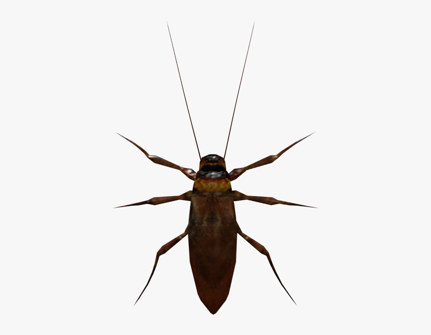 Download Zip Archive - Longhorn Beetle, HD Png Download, Free Download