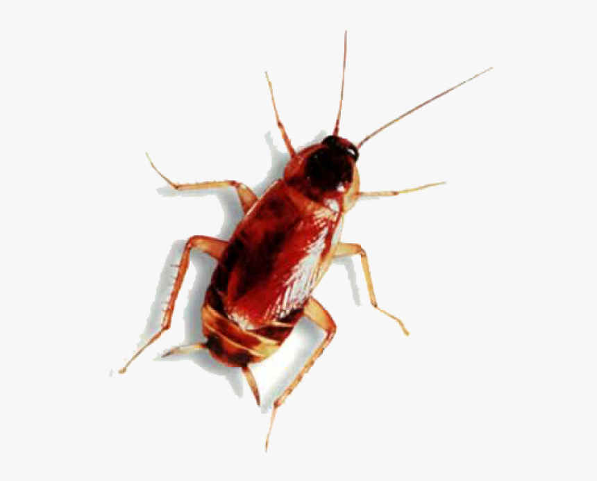 Roach Png Free Download - Animal Has Six Legs, Transparent Png, Free Download