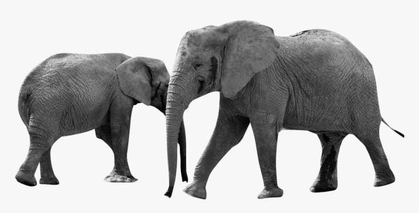 Grayscale Elephant Animals Africa - Diferencia Entre Elefante Y Mamut, HD Png Download, Free Download