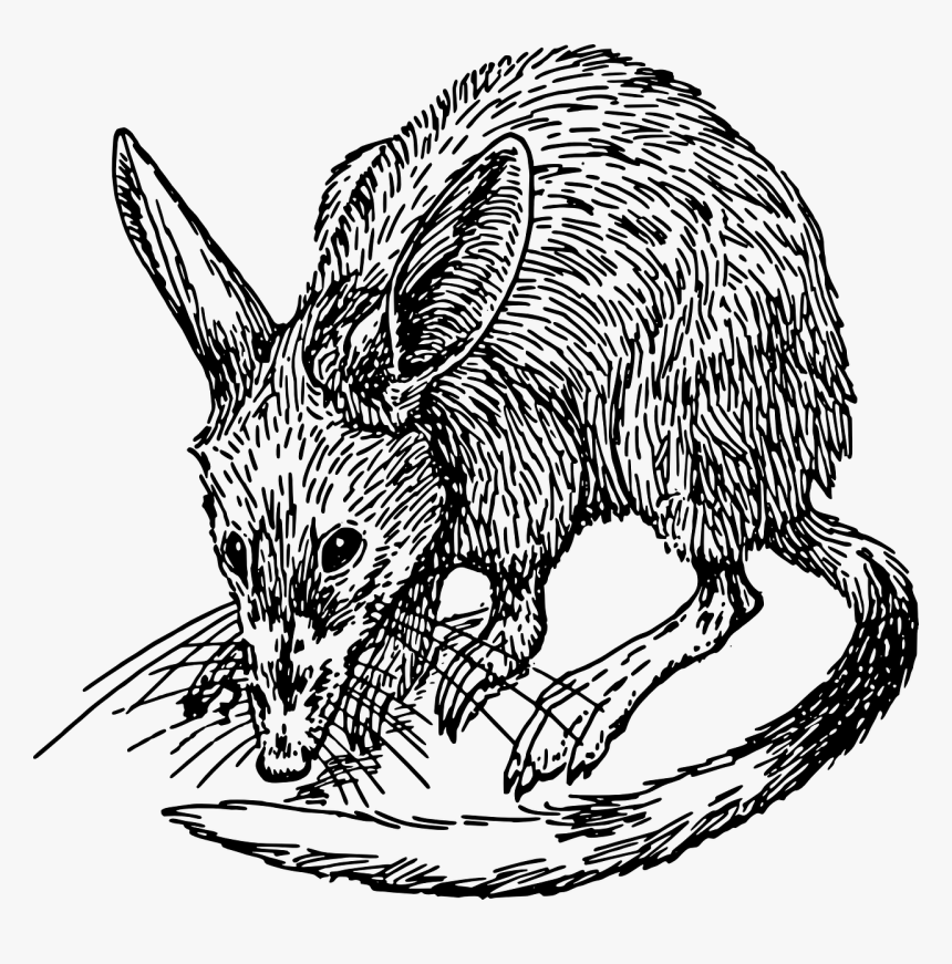 Drawing Of A Bandicoot, HD Png Download, Free Download