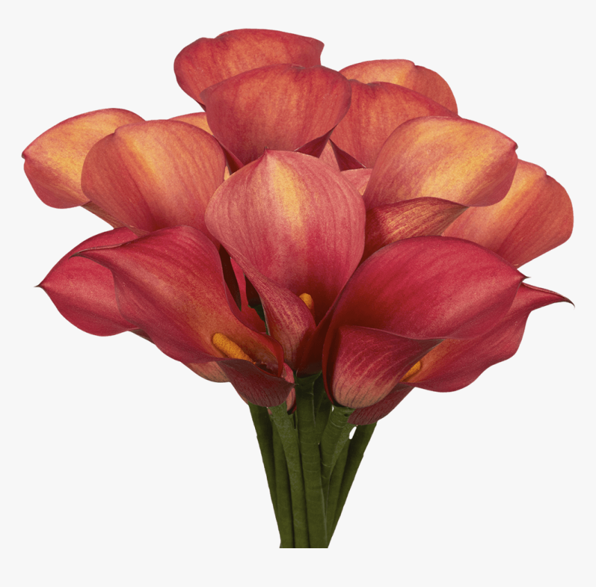 Premium Burgundy Red Calla Lily Flowers - Tulip, HD Png Download, Free Download