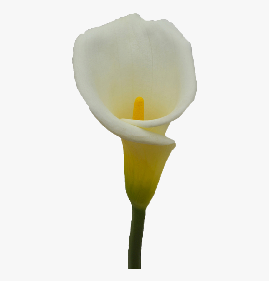 Giant White Arum Lily, HD Png Download, Free Download