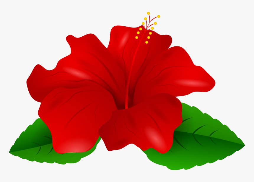 Red Hibiscus Png - Transparent Hibiscus Clipart, Png Download, Free Download