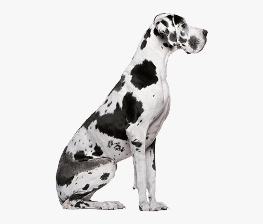 Рассмотрите фотографию собаки породы немецкий дог
