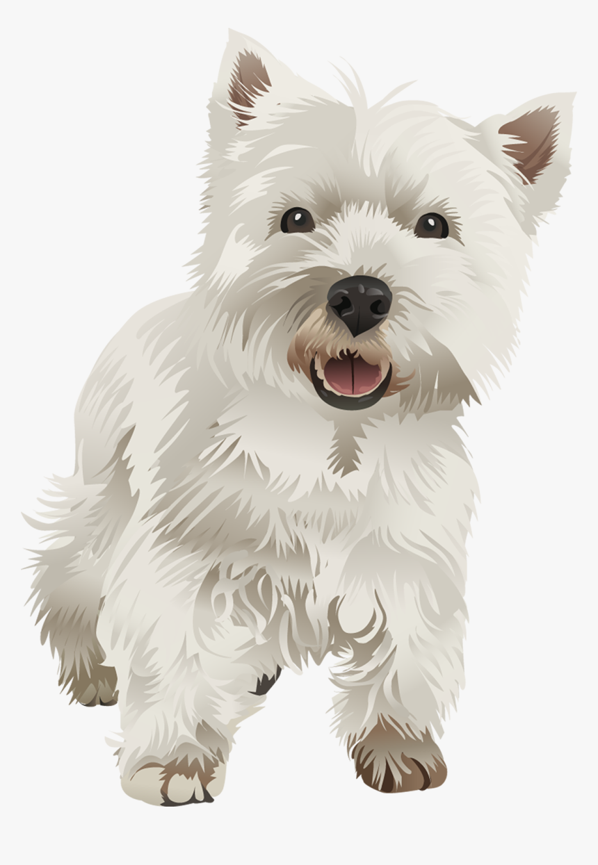 Westie Drawing Pomeranian - West Highland White Terrier Vector, HD Png Download, Free Download