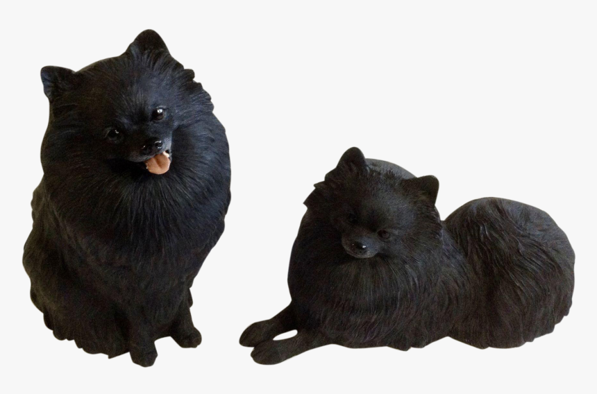 Pomeranian, HD Png Download, Free Download