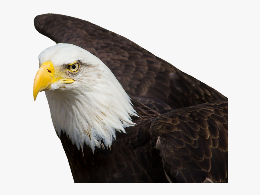 Aguilas Png, Transparent Png, Free Download