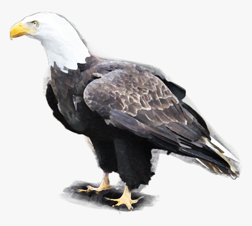 Bald Eagle, HD Png Download, Free Download