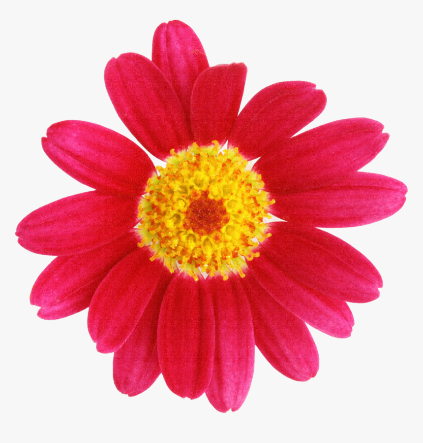Download To Your Desktop Aljanh - Daisy, HD Png Download, Free Download