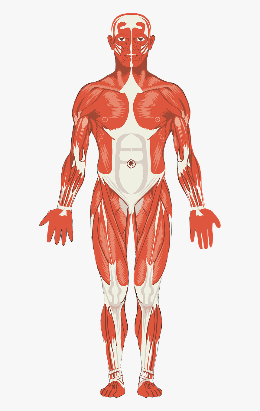 Skeletal Muscle Clipart Png, Transparent Png, Free Download