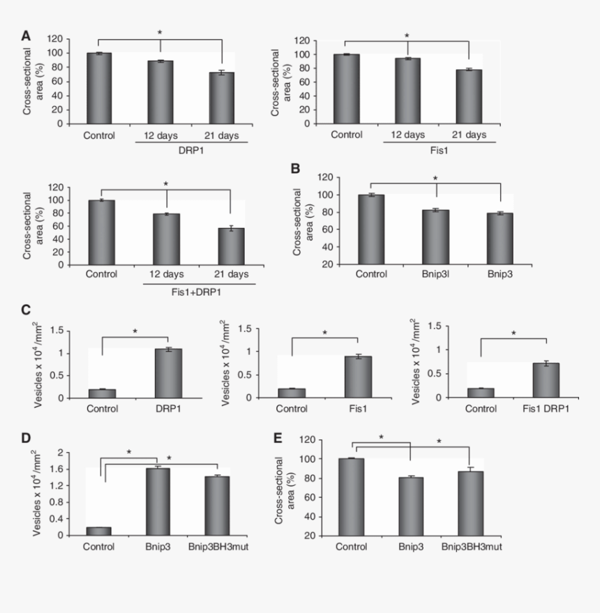 Drp1 Skeletal Muscle Fasting, HD Png Download, Free Download