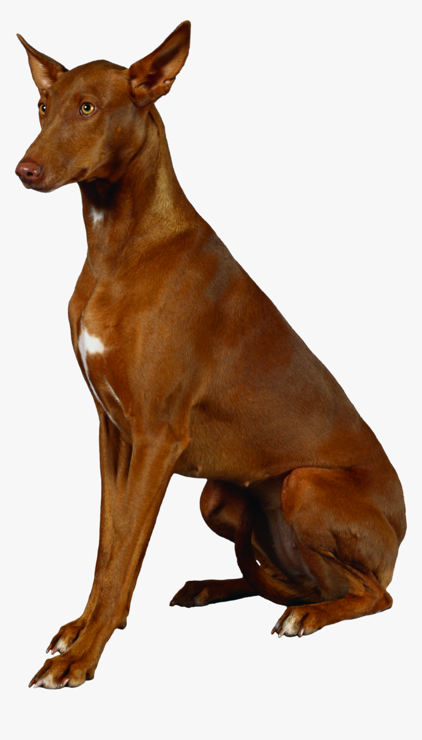 Dog Png - Pharaoh Hound, Transparent Png, Free Download