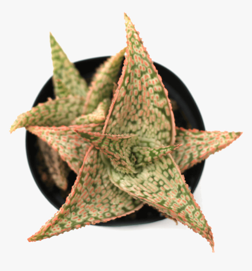 Aloe Delta Dawn, HD Png Download, Free Download