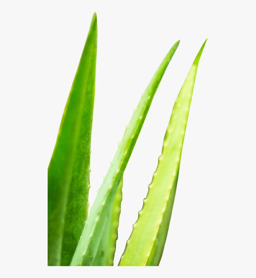 Aloe Image In Desktop - Agave, HD Png Download, Free Download