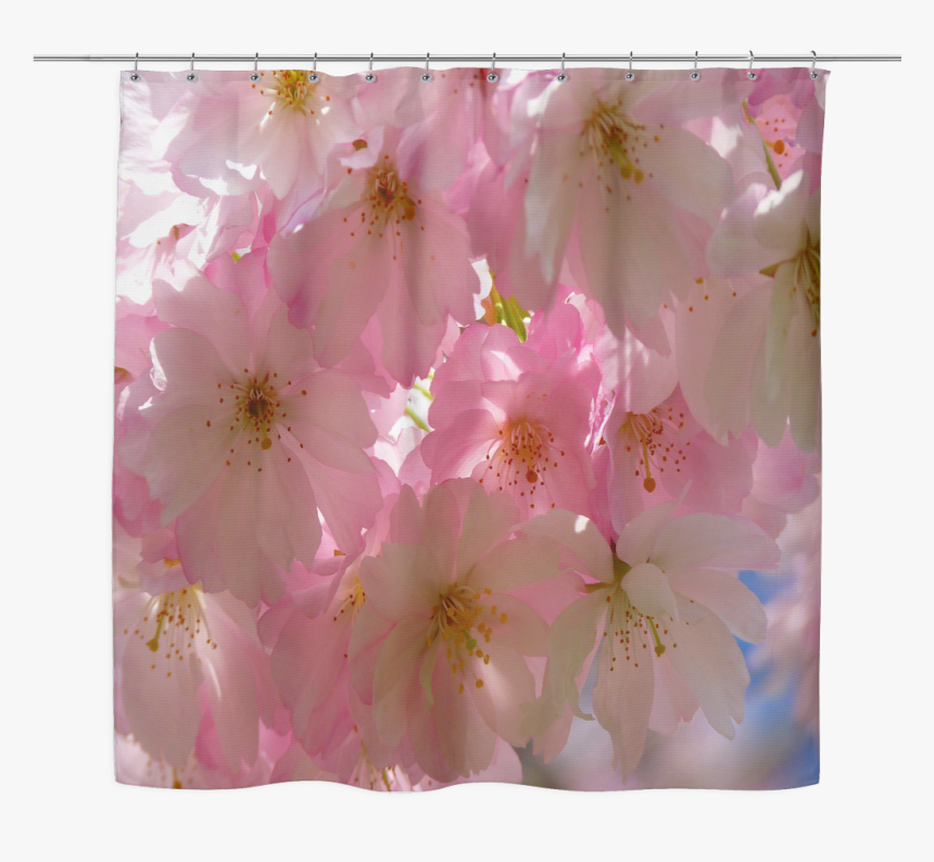 Cherry Blossom, HD Png Download, Free Download