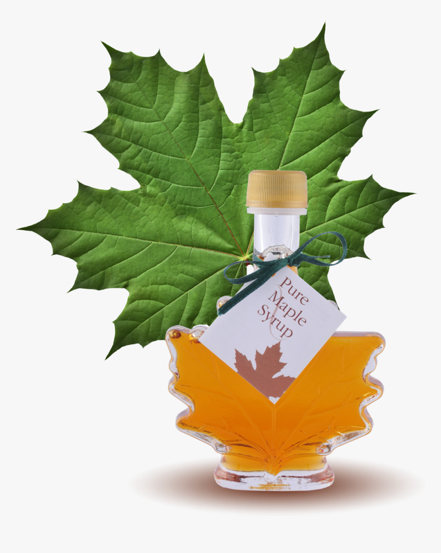 100% Pure Maple Syrup Maple Leaf Bottle - Green Maple Leaf, HD Png Download, Free Download