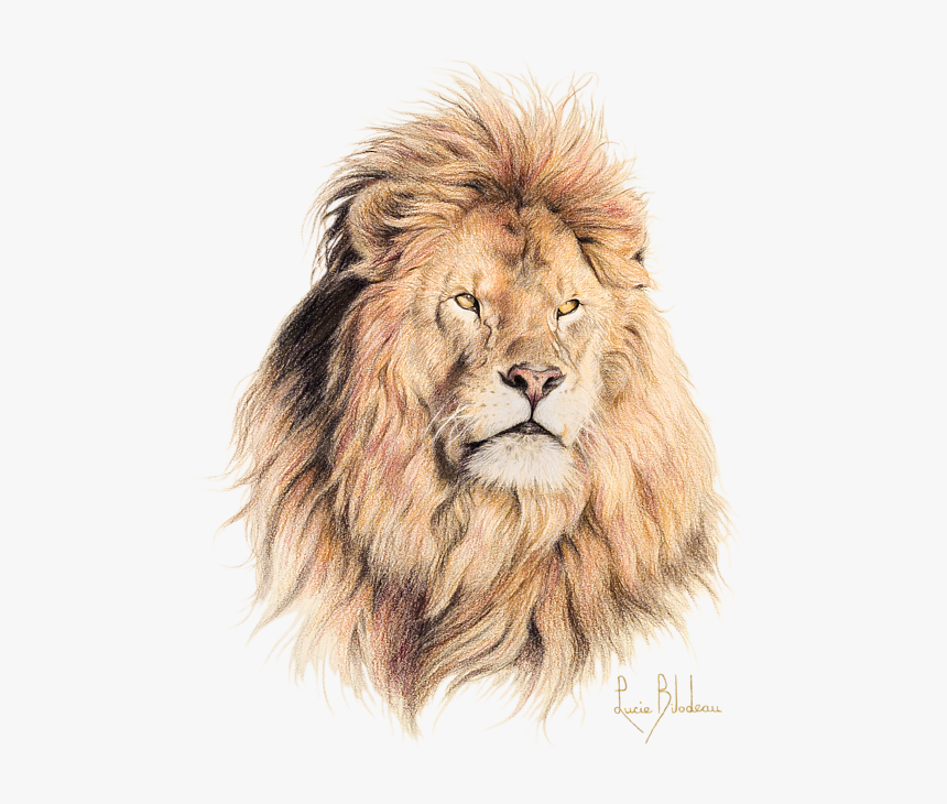 Male Lion Drawing, HD Png Download, Free Download