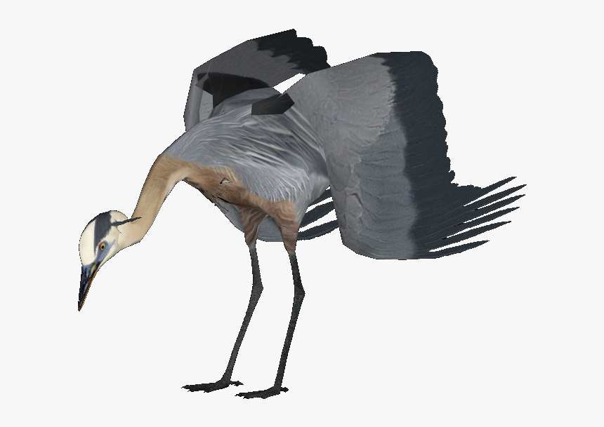 Ibis, HD Png Download, Free Download