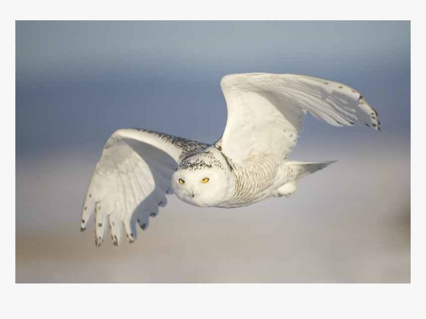 Picture - Birds Flying Up Close, HD Png Download, Free Download