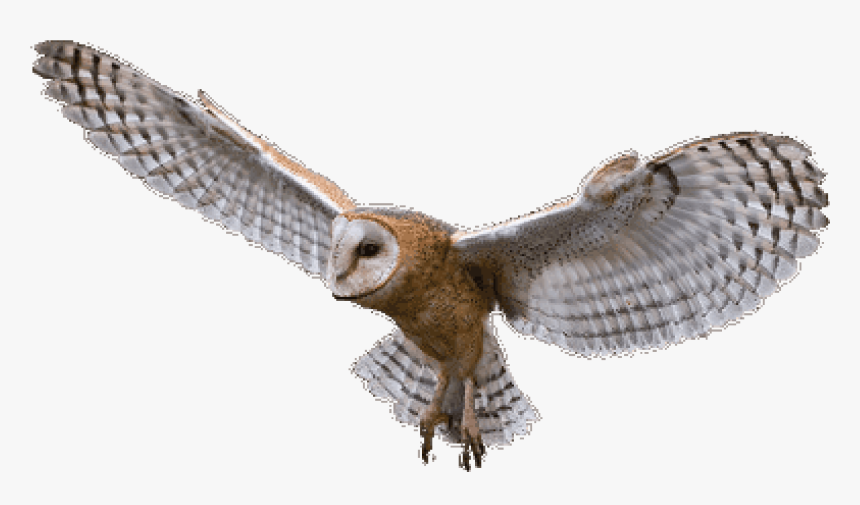 Owl Png, Transparent Png, Free Download