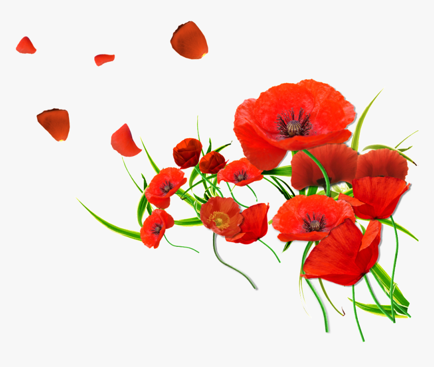 Red Petals Are Beautiful And Warm , Png Download - Poppies Transparent Background, Png Download, Free Download