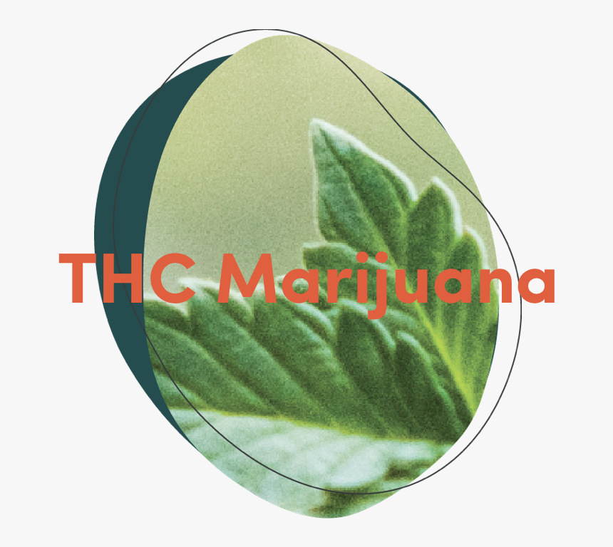 Thc Marijuana - Artificial Turf, HD Png Download, Free Download