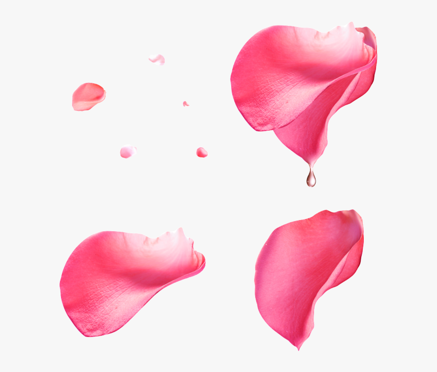 Pink Rose Petals Png, Transparent Png, Free Download