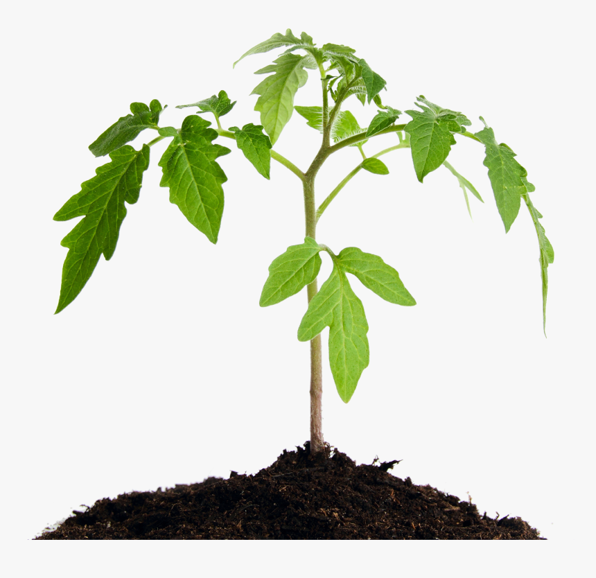 Healthy Plant Png, Transparent Png, Free Download