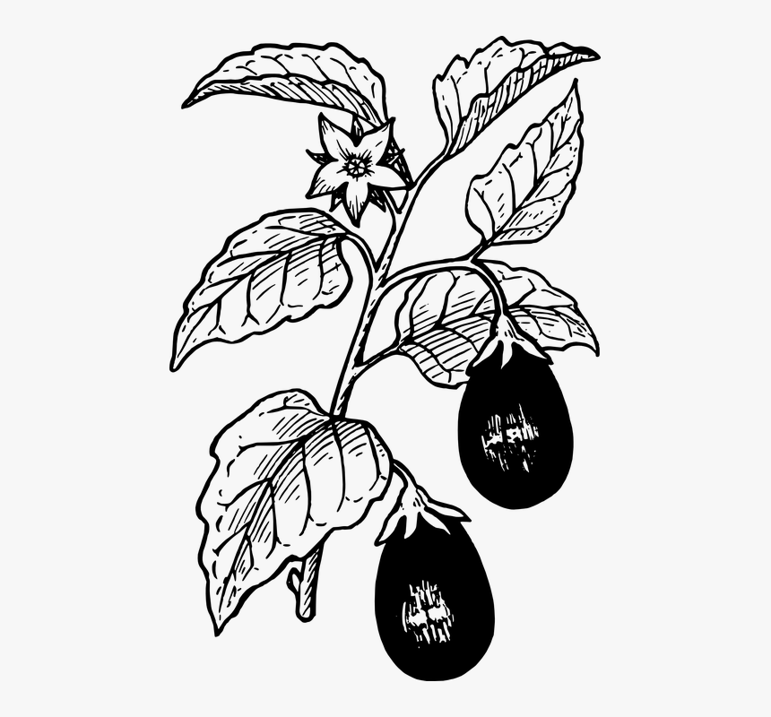 grow foods clipart black and white