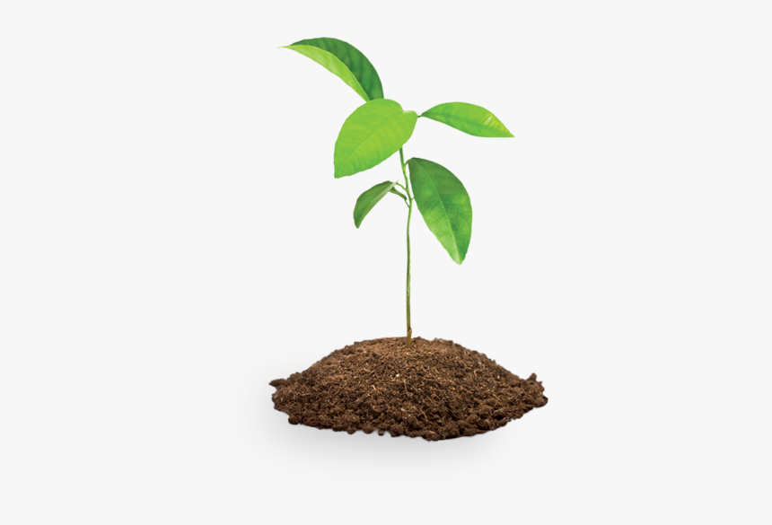 Tree And Soil Png - Sapling Clipart, Transparent Png, Free Download