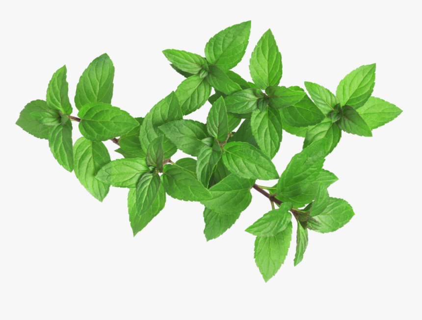 Peppermint - Mulukhiyah, HD Png Download, Free Download