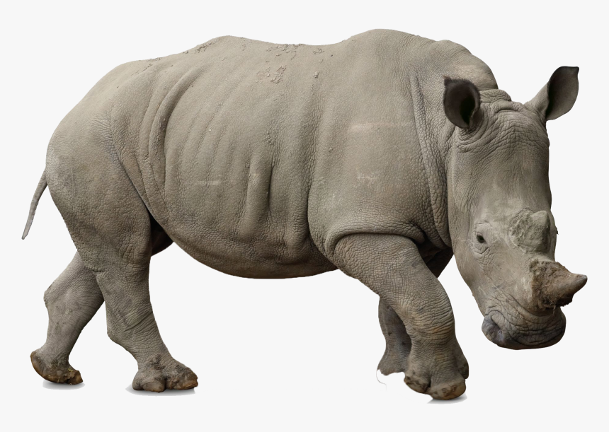 Rhino Png Free Background - Rhino Png, Transparent Png, Free Download