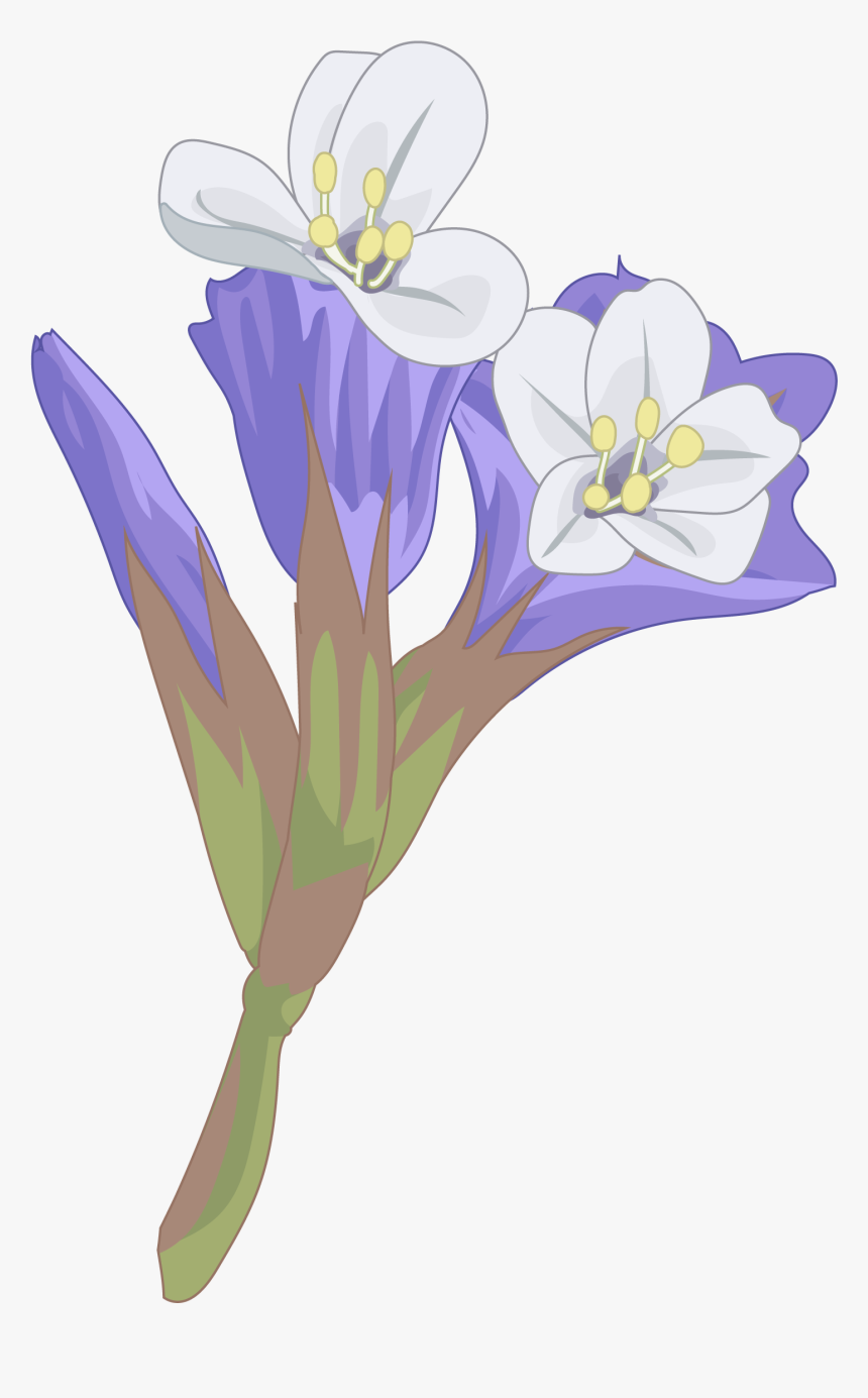 Cuckoo Flower, HD Png Download, Free Download