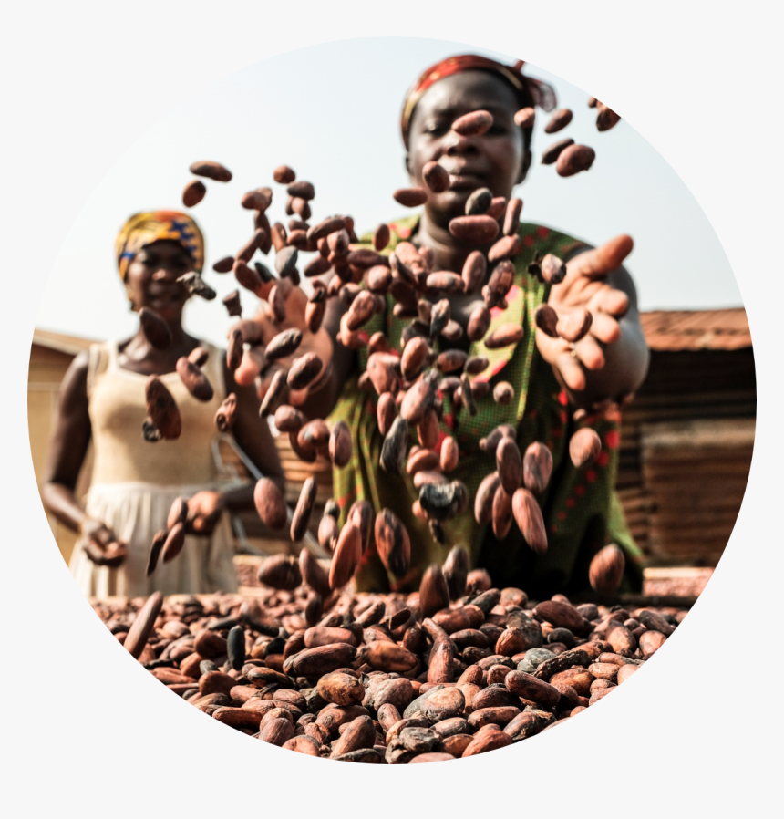 Farmer - Cocoa Bean, HD Png Download, Free Download