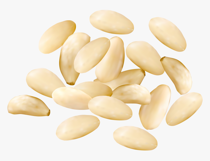 Pine Nuts Png , Png Download - Pine Nuts Clipart Png, Transparent Png ...