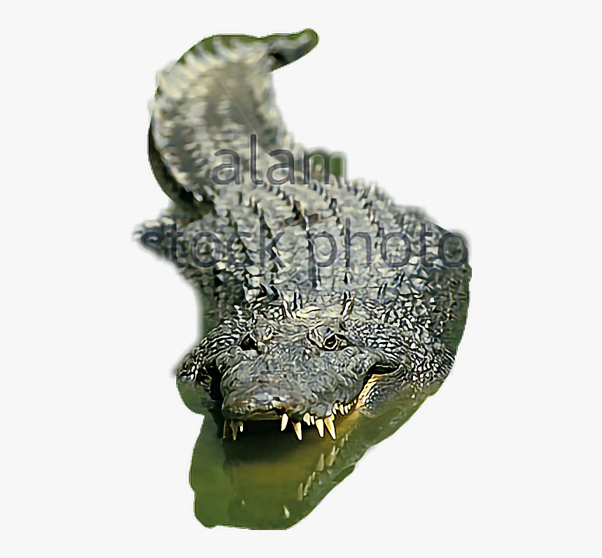 #aligator - Nile Crocodile, HD Png Download, Free Download