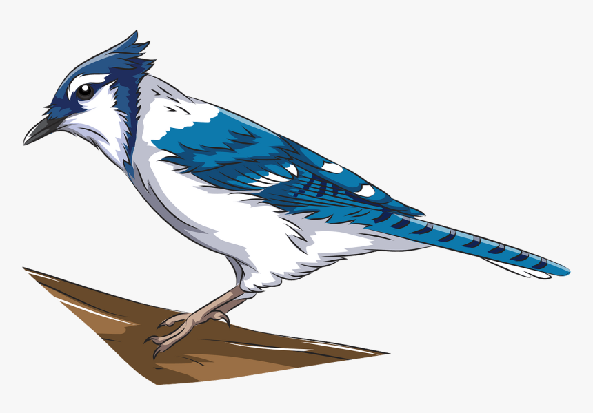 Blue Jay, HD Png Download, Free Download