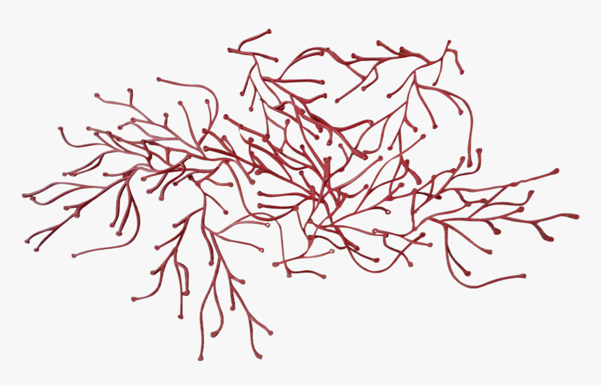 Graphic Library Reef Drawing Red Algae - Illustration, HD Png Download, Free Download