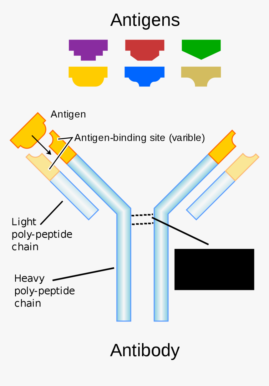 Antibody Antigen Lock And Key, HD Png Download, Free Download