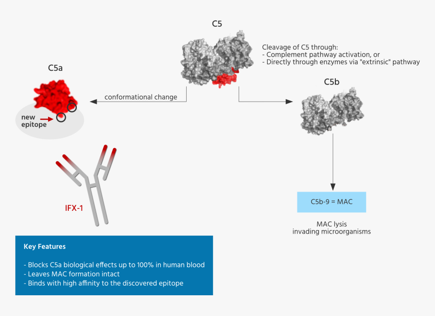 Service-img - Human Complement C5, HD Png Download, Free Download