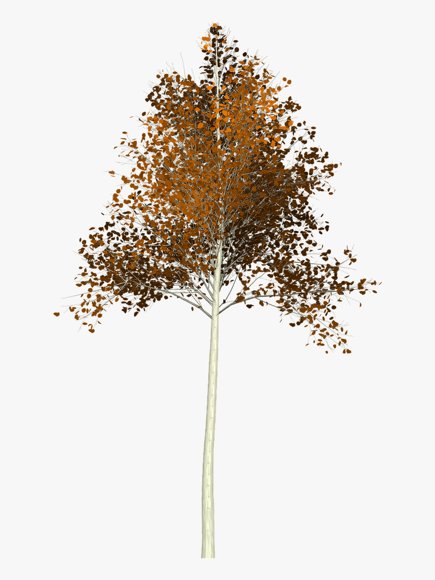 Aspen Tree, HD Png Download, Free Download