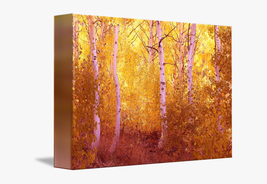 Fall Aspen Trees June Lake Loop By Rick Chandler - Birch, HD Png Download, Free Download