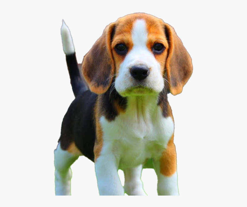 Beagle Dog Puppy Png Download Image - Loyal Breed Of Dog, Transparent Png, Free Download